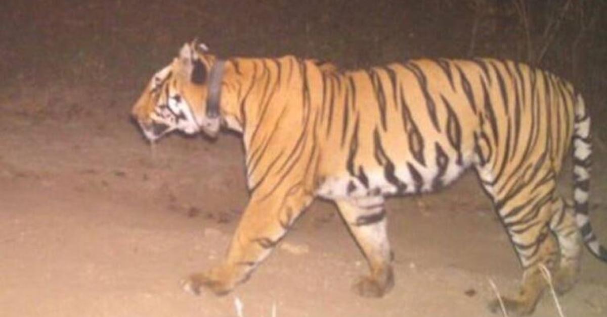 Tiger