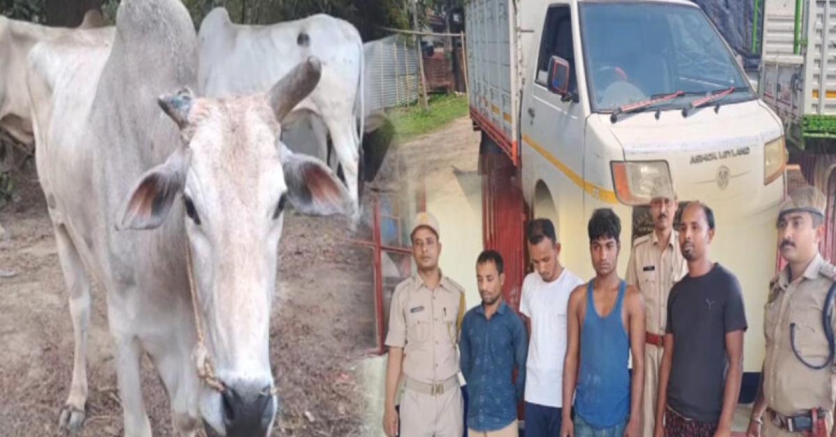 তিনিখন ট্ৰাকৰ পৰা জব্দ ৯টাকৈ গৰু... মিজোৰামৰ পৰা হাইলাকান্দিত প্ৰৱেশৰ সময়তে জব্দ...