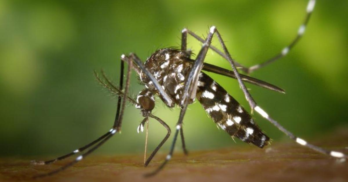 Japanese encephalitis