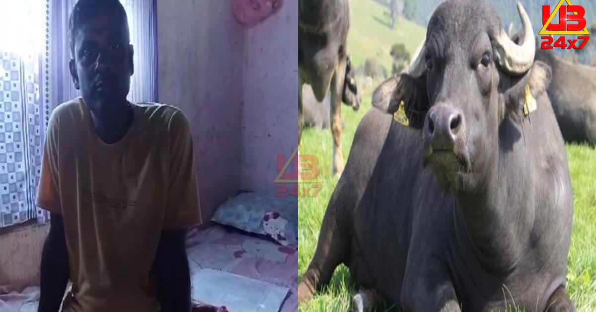 Chandrapur Buffalo Attack news...