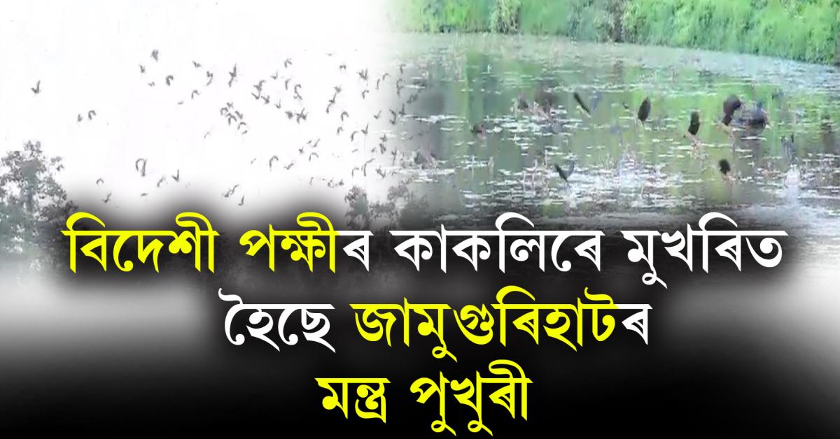 Jamugurihat Migratory Bird