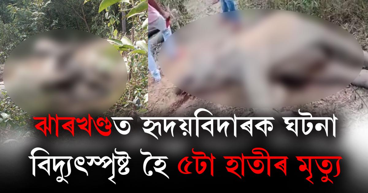 Jharkhand Elephant dead Update 