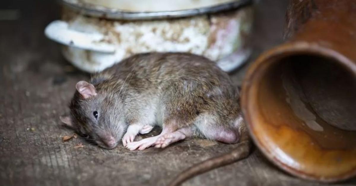 mouse
