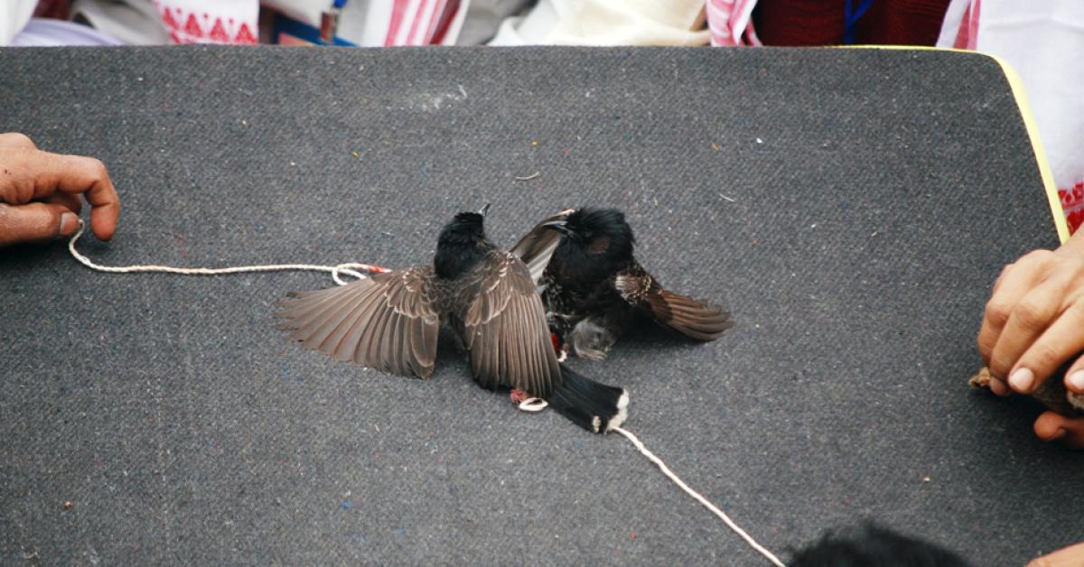 bulbuli brids fight