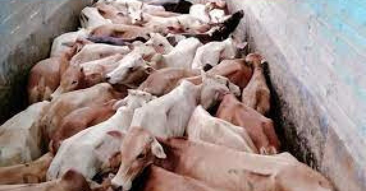 CATTLE