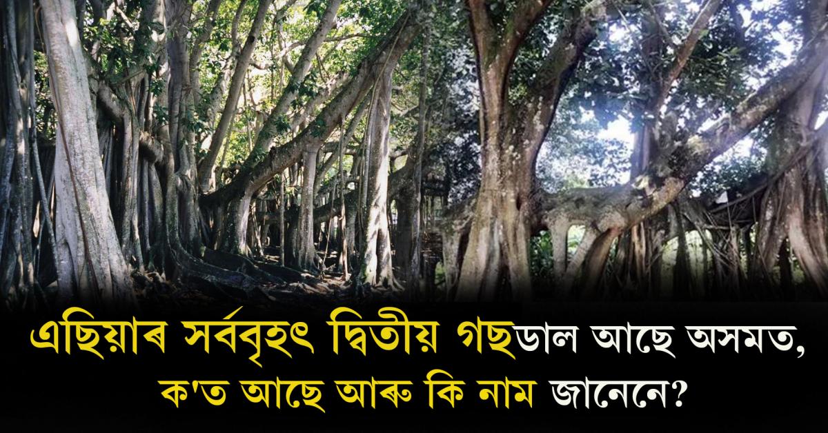 Asia’s 2nd largest tree