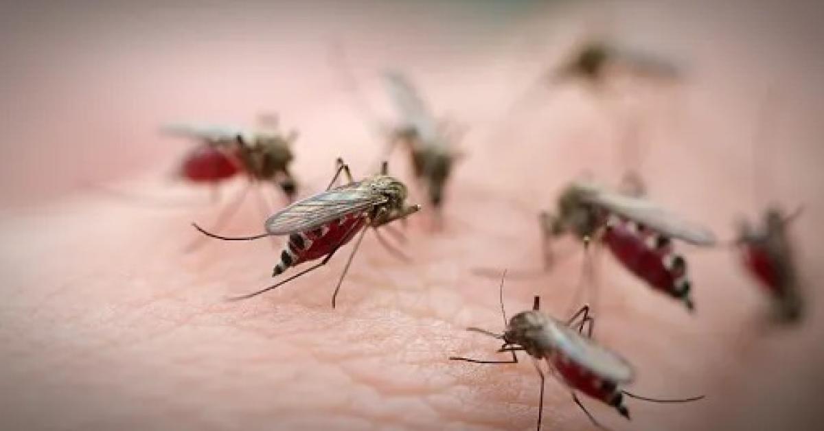 mosquito