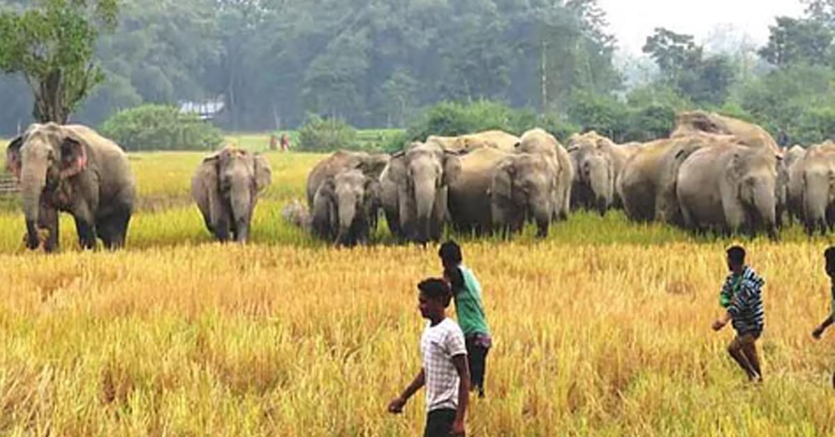 Man Elephant conflict