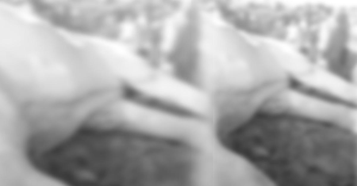 Wild elephanat death