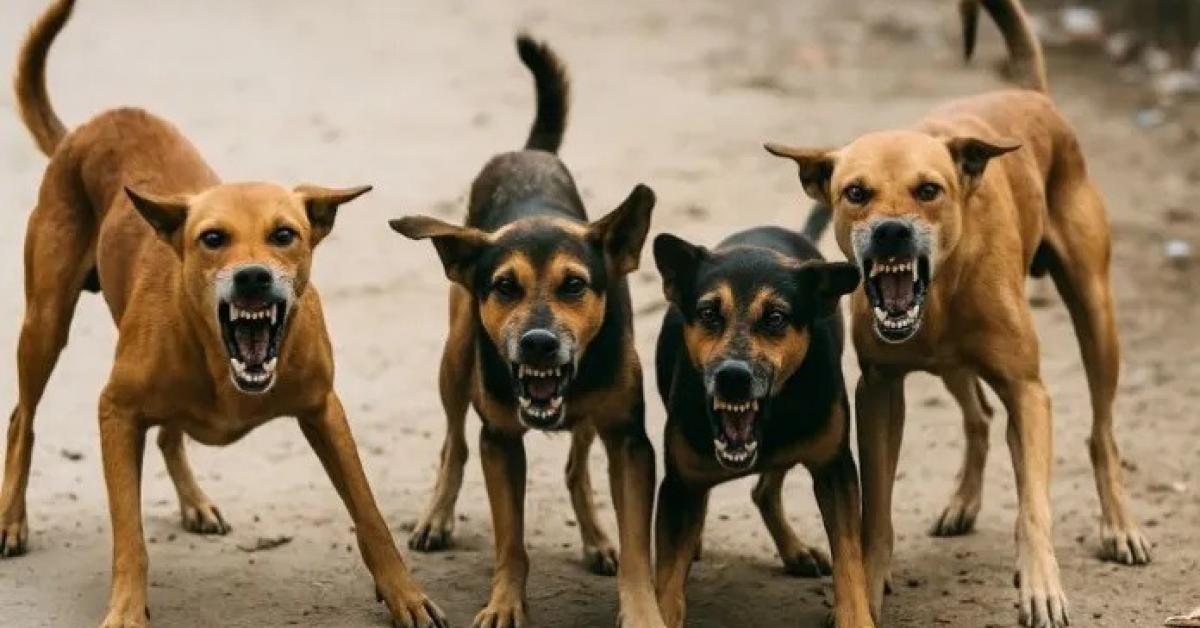 झारखंड के लातेहार में आवारा कुत्तों का कहर!