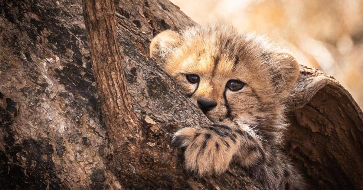 चीता संरक्षण में बड़ी सफलता!