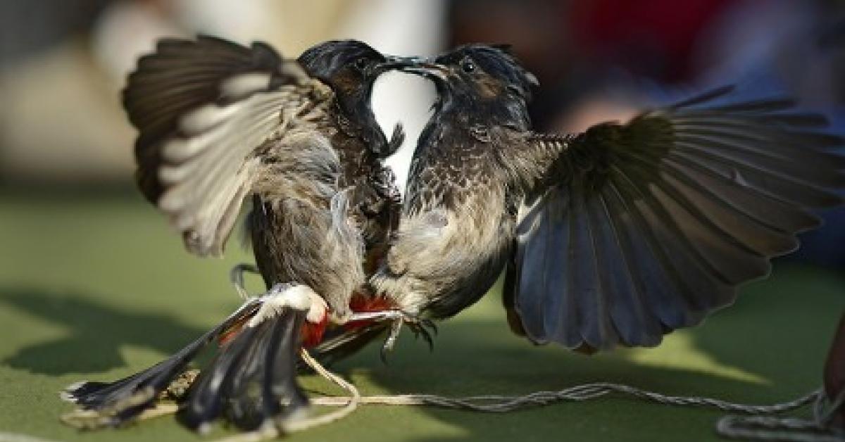 माघ बिहू के दौरान कामरूप ज़िले में ‘Bulbuli Fights’ पर प्रतिबंध, हाईकोर्ट के आदेश का हवाला