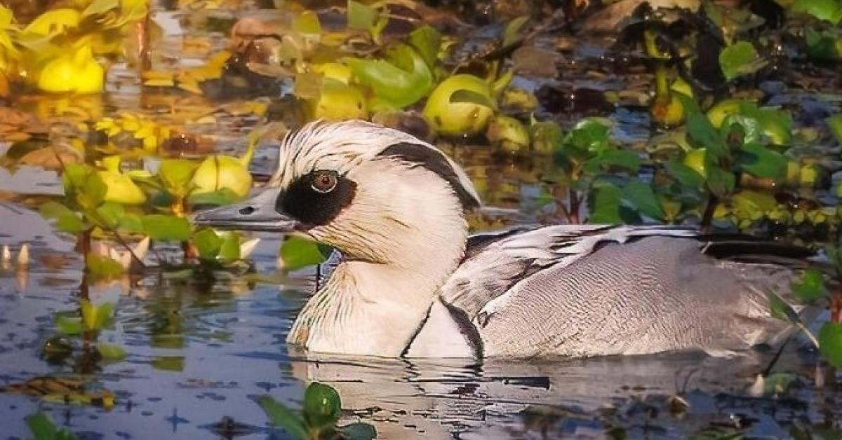 Rare Smew makes historic debut in Kaziranga National Park
