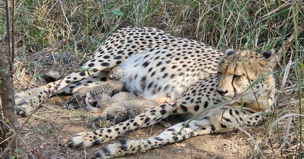 कूनो में चीता ‘गामिनी’ ने दिए तीन शावकों को जन्म, भारत में कुल संख्या बढ़कर 38