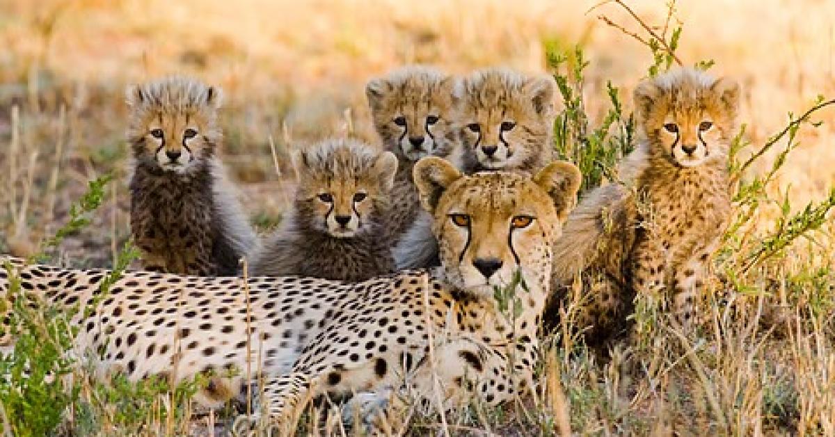 कूनो में पाँच शावकों का जन्म! 