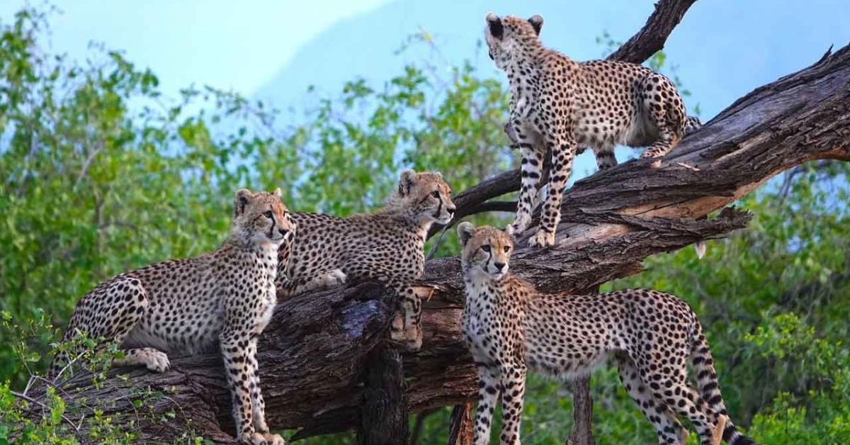 নামিবিয়া–দক্ষিণ আফ্রিকার পর বৎসোয়ানা থেকেও চিতা ভারতে, নতুন দল পৌঁছল কুনোতে