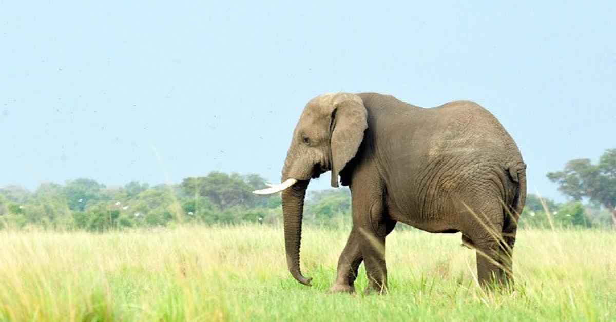 Assam Mahouts Receive Australian Training on Humane Elephant Handling