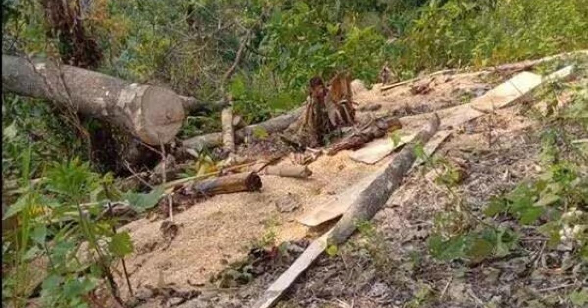 Assam Govt Forms District Panels to Free Encroached Forest Land