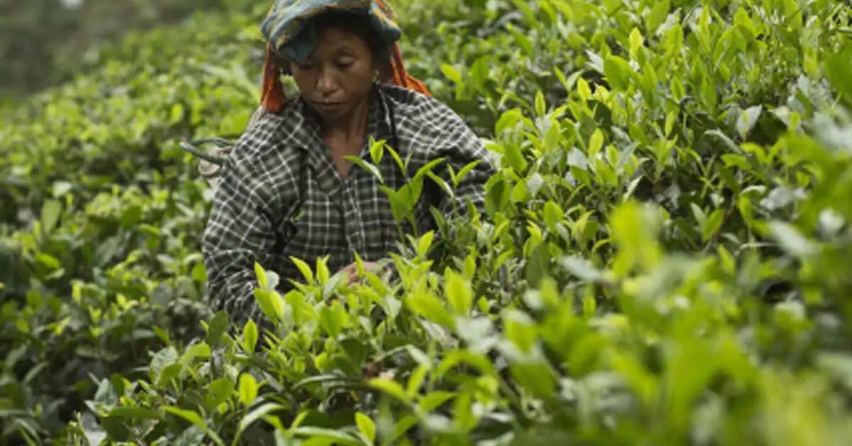 Assam Raises Orthodox Tea Subsidy to ₹15 per Kg