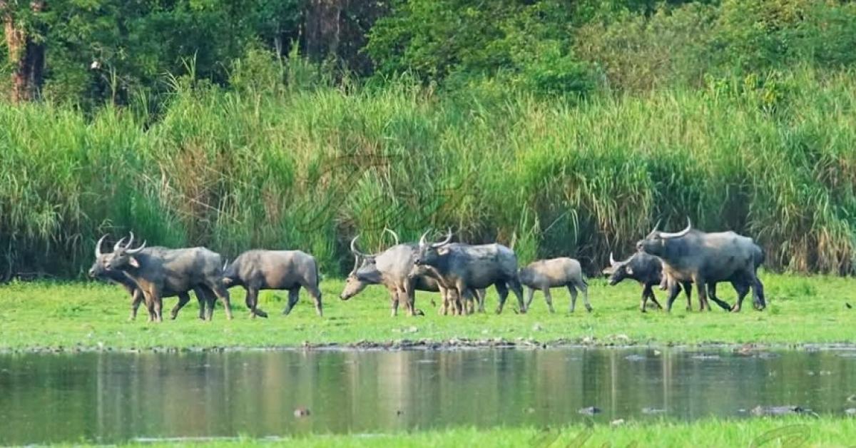 Kaziranga’s Wild Buffaloes to Be Translocated to Kanha Tiger Reserve