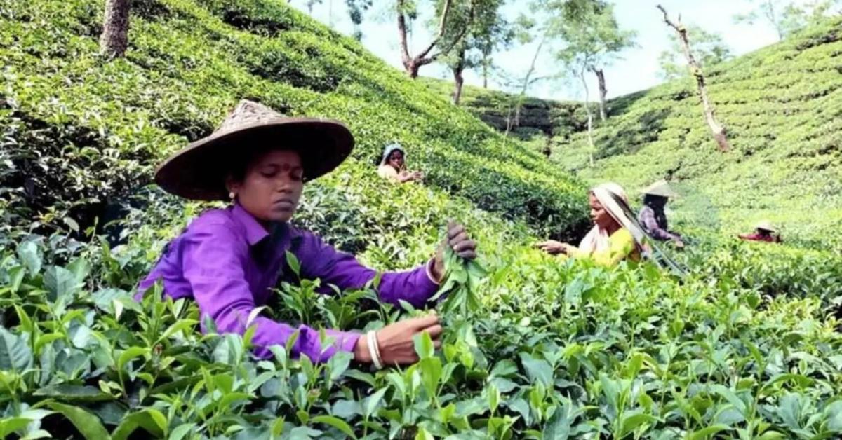 Tea Industry Worried Over Iran–Middle East Conflict Impact on Assam Orthodox Exports