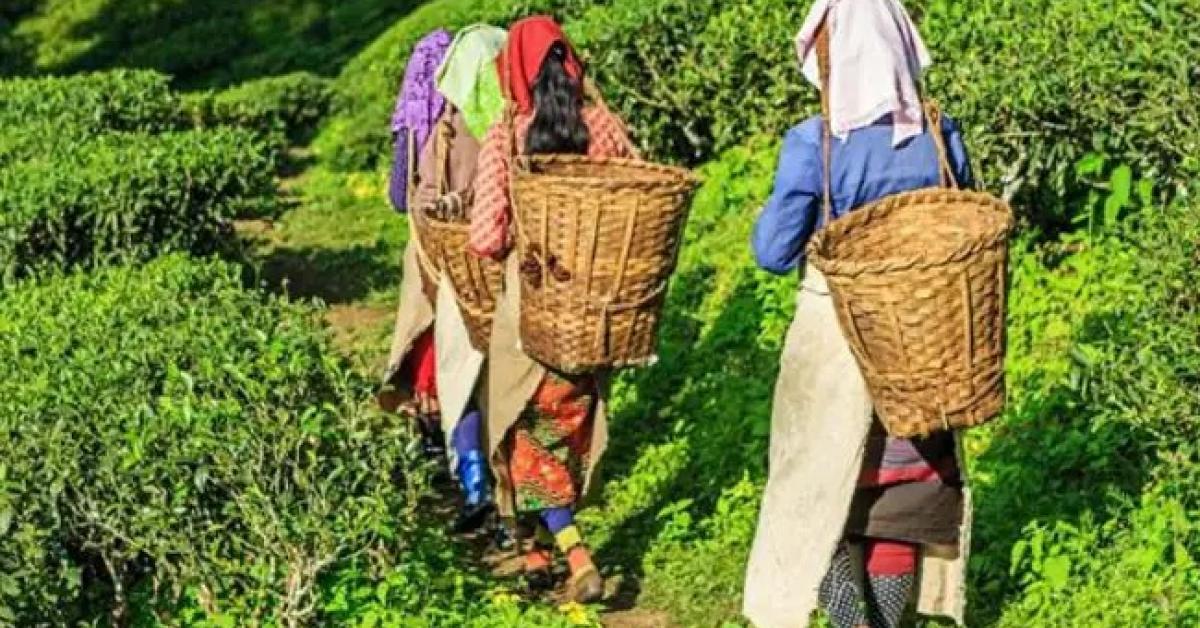 Middle East Tensions Cast Shadow Over Assam’s Orthodox Tea Exports