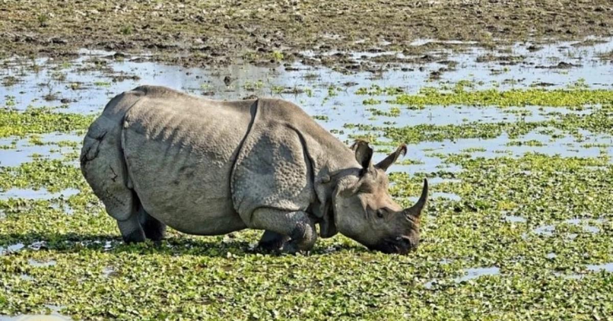Forest Worker Injured in Rhino Attack at Kaziranga National Park