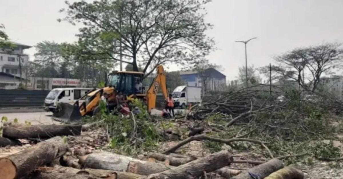 Over One Lakh Mature Trees Felled in Assam in Last Decade; Experts Raise Environmental Concerns