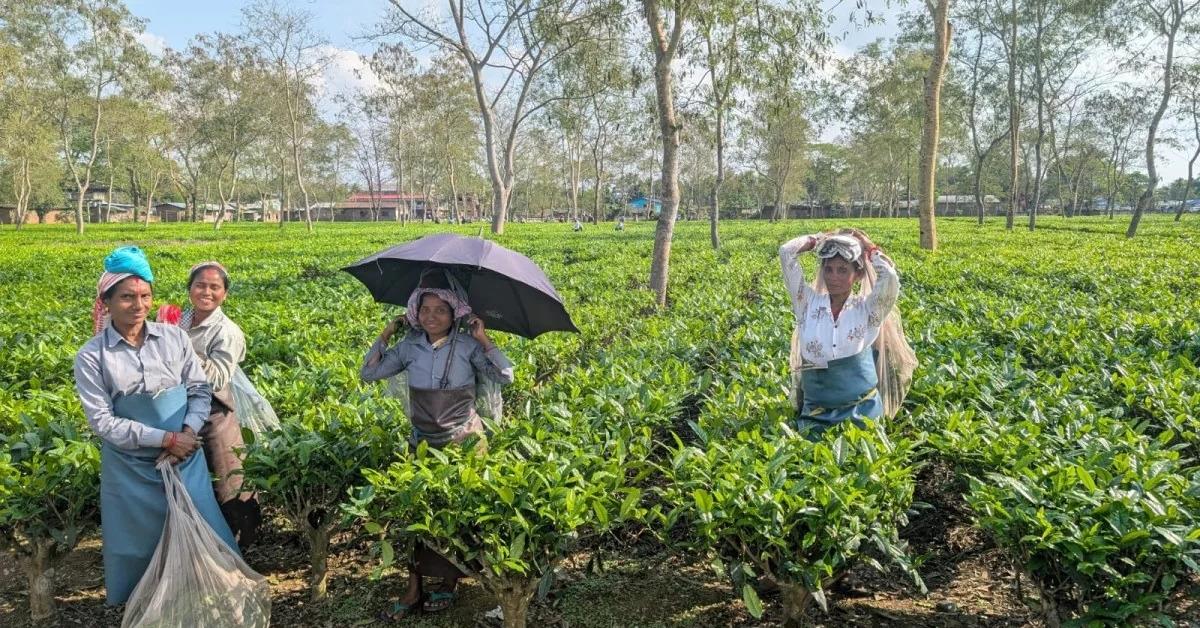 Land Rights Push Before Polls: Assam Grants Pattas to Tea Workers
