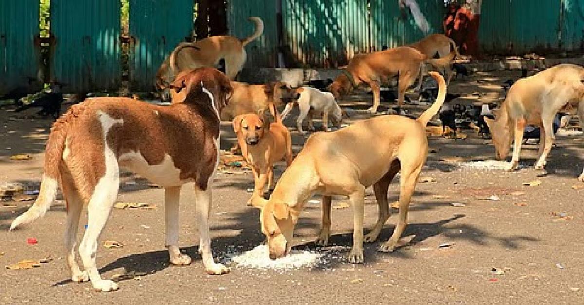 Rabies Confirmed After Mass Dog Bite Incident in Assam Town