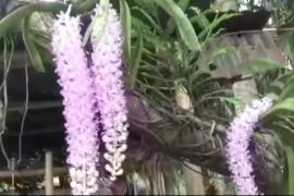 গছতে  মৰহিলে কপৌফুল