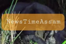 চোৰাং চিকাৰীয়ে কাটি নিলে গঁড়ৰ খৰ্গ 