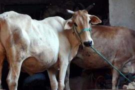 নগাঁও জিলাত