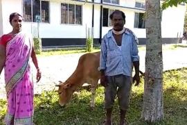 Cow Ear Cutting