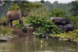 The plight of Kaziranga in the flood of bhadiya