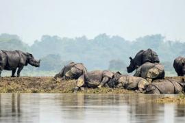 50% of KNP reeling under floodwaters; 14 animals found dead