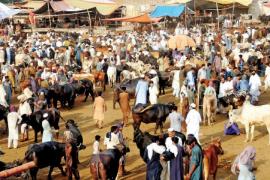 Cattle Market