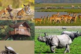 ১ অক্টোবৰৰ পৰা পৰ্যটকৰ বাবে মুকলি হ’ল কাজিৰঙা ৰাষ্ট্ৰীয় উদ্যান