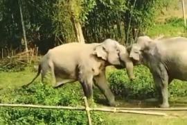 বন্যহস্তীৰ তয়াময়া যুজঁ! আতংকিত গাঁওবাসী