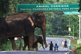 বৃদ্ধি হ'ল কাজিৰঙা ৰাষ্ট্ৰীয় উদ্যানৰ পৰিসৰ