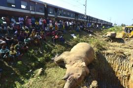 Wild Elephant Death