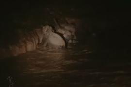Wild Elephant