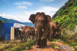 Wild Elephant Attack 