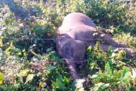 Elephant DEAD