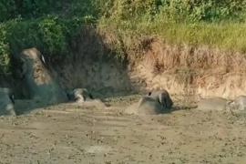 Elephant trapped in pond