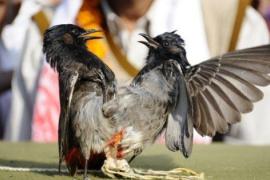 Hajo Bulbul fight