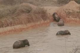 Wild Elephant