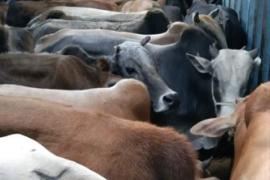 Cattle