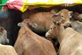 Cow