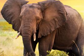 Elephant Found Death
